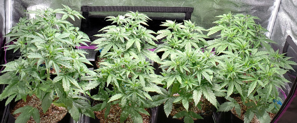 Get Started Growing Cannabis with These 10 Easy Tips – Mike Staumietis